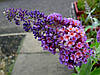 Будлея Давида Flower Power 2 річна, Будлея Давида Флауер Павер, Buddleja davidii Flower Power, фото 8