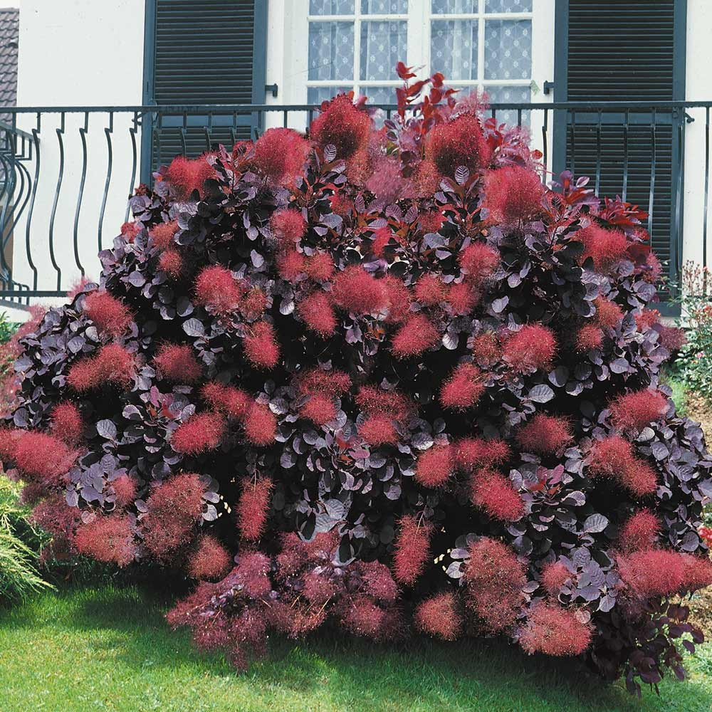 Скумпія шкіряна Роял Перпл (Cotinus coggygria Royal Purple) h-30-40 см у контейнері С2 л