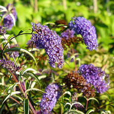 Будлея Давида Empire Blue 2 річна, Будлея Давида Емпайр Блю, Buddleja davidii Empire Blue, фото 5