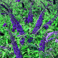 Будлея Давида Empire Blue 2 річна, Будлея Давида Емпайр Блю, Buddleja davidii Empire Blue, фото 6