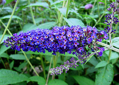 Будлея Давида Empire Blue 2 річна, Будлея Давида Емпайр Блю, Buddleja davidii Empire Blue