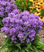 Дзвіночок скучений блакитний