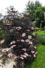 Бузина чорна Black Lace 2 річна, Бузина черная Блек Лейс, Sambucus nigra Black Lace, фото 5