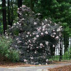 Бузина чорна Black Lace 2 річна, Бузина черная Блек Лейс, Sambucus nigra Black Lace, фото 6