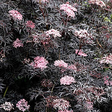 Бузина чорна Black Lace 2 річна, Бузина черная Блек Лейс, Sambucus nigra Black Lace, фото 4