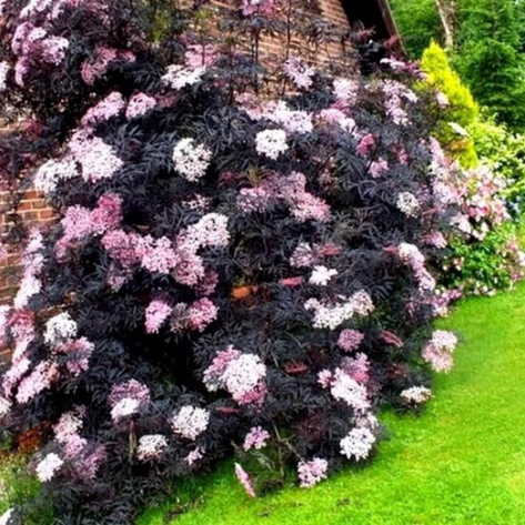 Бузина чорна Black Lace 2 річна, Бузина черная Блек Лейс, Sambucus nigra Black Lace, фото 1
