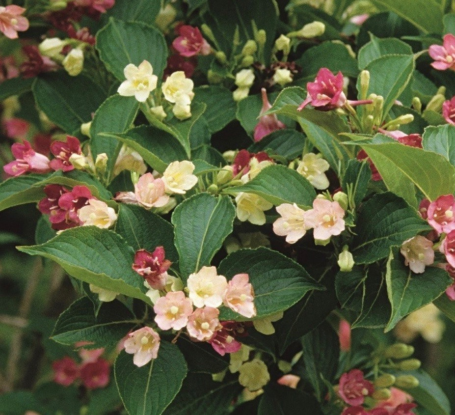 Вейгела квітуча Marjorie 2 річна, Вейгела цветущая Марджори, Weigela florida Marjorie