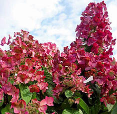 Гортензія волотиста Magical Flame 2 річна, Гортензія волотиста Меджикал Флейм, Hydrangea paniculata, фото 3