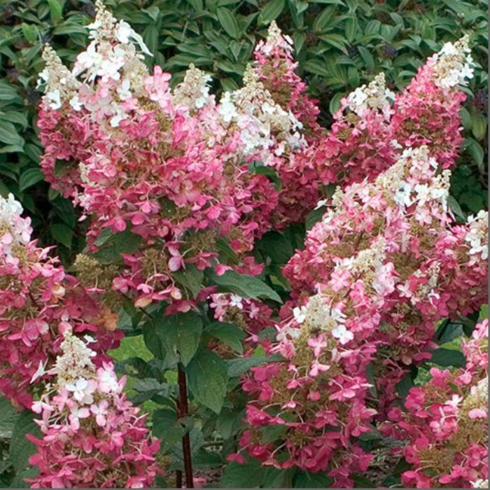 Гортензія волотиста Magical Flame 2 річна, Гортензія волотиста Меджикал Флейм, Hydrangea paniculata