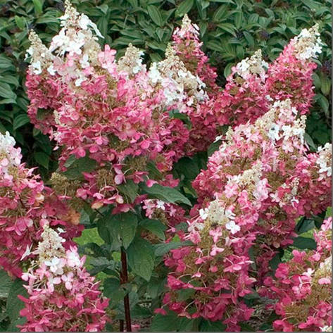 Гортензія волотиста Magical Flame 2 річна, Гортензія волотиста Меджикал Флейм, Hydrangea paniculata, фото 1