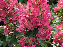 Гортензія волотиста Magical Flame 2 річна, Гортензія волотиста Меджикал Флейм, Hydrangea paniculata, фото 5