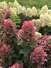 Гортензія волотиста Magical Flame 2 річна, Гортензія волотиста Меджикал Флейм, Hydrangea paniculata, фото 6