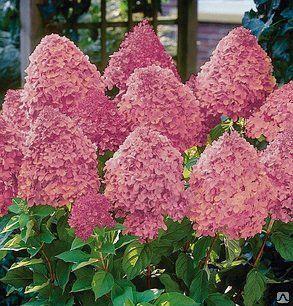 Гортензія волотиста Magical Candle 3 річна, Гортензія волотиста Меджикал Кендл, Hydrangea paniculata