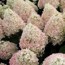 Гортензія волотиста Magical Sweet Summer 3 річна, Гортензія волотиста Меджикал Світ Саммер, Hydrangea panicu