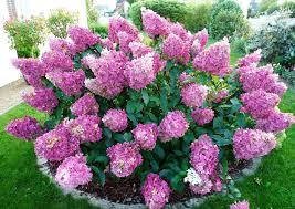 Гортензія волотиста Sunday Fraise 3 річна, Гортензия метельчатая Сандей Фрайс, Hydrangea panicula, фото 1
