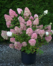 Гортензія волотиста Sunday Fraise 3 річна, Гортензия метельчатая Сандей Фрайс, Hydrangea panicula, фото 6