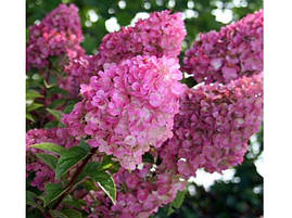 Гортензія волотиста Sunday Fraise 3 річна, Гортензия метельчатая Сандей Фрайс, Hydrangea panicula, фото 3