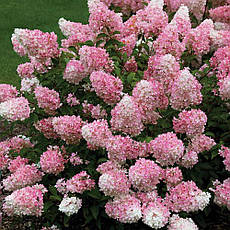 Гортензія волотиста Sunday Fraise 3 річна, Гортензия метельчатая Сандей Фрайс, Hydrangea panicula, фото 4