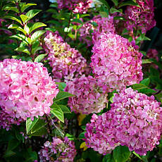 Гортензія волотиста Sunday Fraise 3 річна, Гортензия метельчатая Сандей Фрайс, Hydrangea panicula, фото 5