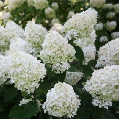 Гортензія волотиста Silver Dollar 4 річна, Гортензія волотиста Сілвер Долар, Hydrangea panicula Silver Dolla