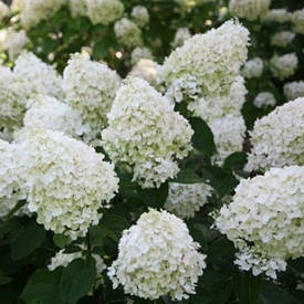 Гортензія волотиста Silver Dollar 2 річна, Гортензія волотиста Сілвер Долар, Hydrangea panicula Silver Dolla