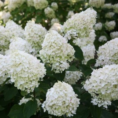 Гортензія волотиста Silver Dollar 2 річна, Гортензія волотиста Сілвер Долар, Hydrangea panicula Silver Dolla, фото 1