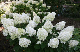 Гортензія волотиста Silver Dollar 2 річна, Гортензія волотиста Сілвер Долар, Hydrangea panicula Silver Dolla, фото 4