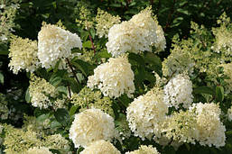 Гортензія волотиста Silver Dollar 2 річна, Гортензія волотиста Сілвер Долар, Hydrangea panicula Silver Dolla, фото 6