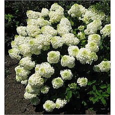 Гортензія волотиста Silver Dollar 2 річна, Гортензія волотиста Сілвер Долар, Hydrangea panicula Silver Dolla, фото 3