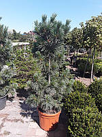 СОСНА ГИБКАЯ (PINUS FLEXILIS) VANDERWOLF S PYRAMID /Н 1.5-1.75 м / контейнер