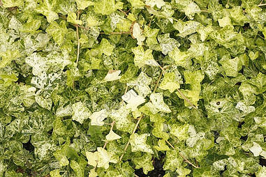 Плющ звичайний Profesor Seneta 2 річний, Плющ звичайний Професор Сенета, Hedera helix Profesor Seneta