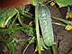 Насіння огірка Шакті F1/Shakthi F1 1000 насіння Rijk Zwaan, фото 5