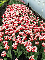 Установка пеллетных горелок Air Pellet Ceramic 100 кВт в существующие котлы для отопления теплиц. 2