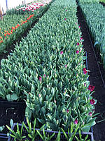 Установка пеллетных горелок Air Pellet Ceramic 100 кВт в существующие котлы для отопления теплиц. 3