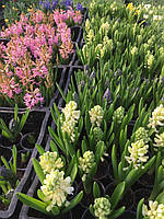 Установка пеллетных горелок Air Pellet Ceramic 100 кВт в существующие котлы для отопления теплиц. 4