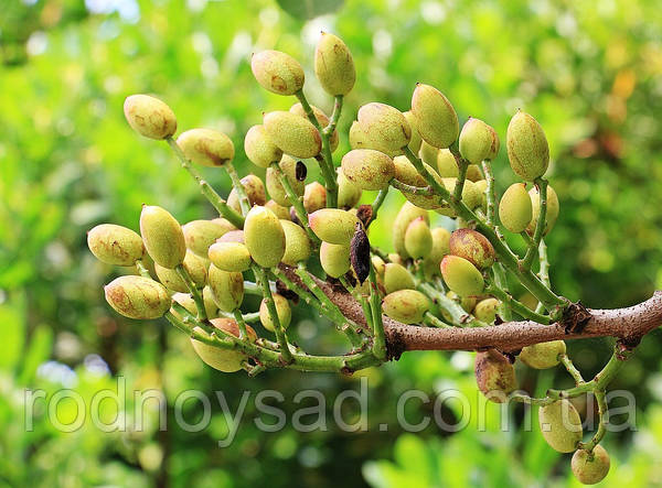 Выращивание фисташкового дерева в домашних условиях: полезные советы и рекомендации