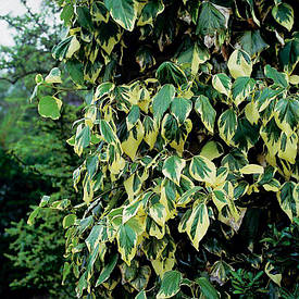 Плющ звичайний Dentata Variegata 2 річний, Плющ звичайний Дентата Варієгата, Hedera helix Dentata Variegata