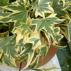 Плющ звичайний Yellow Ripple 2 річний, Плющ обыкновенный Еллов Рипл, Hedera helix Yellow Ripple