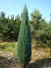 Ялівець скельний Blue Arrow 1,1-1,2 м, Ялівець скельний Блю Арроу Juniperus scopulorum Blue Arrow, фото 3