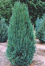 Ялівець скельний Blue Arrow 1,1-1,2 м, Ялівець скельний Блю Арроу Juniperus scopulorum Blue Arrow, фото 4