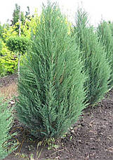 Ялівець скельний Blue Arrow 1,1-1,2 м, Ялівець скельний Блю Арроу Juniperus scopulorum Blue Arrow, фото 5