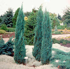 Ялівець скельний Blue Arrow 1,1-1,2 м, Ялівець скельний Блю Арроу Juniperus scopulorum Blue Arrow, фото 6