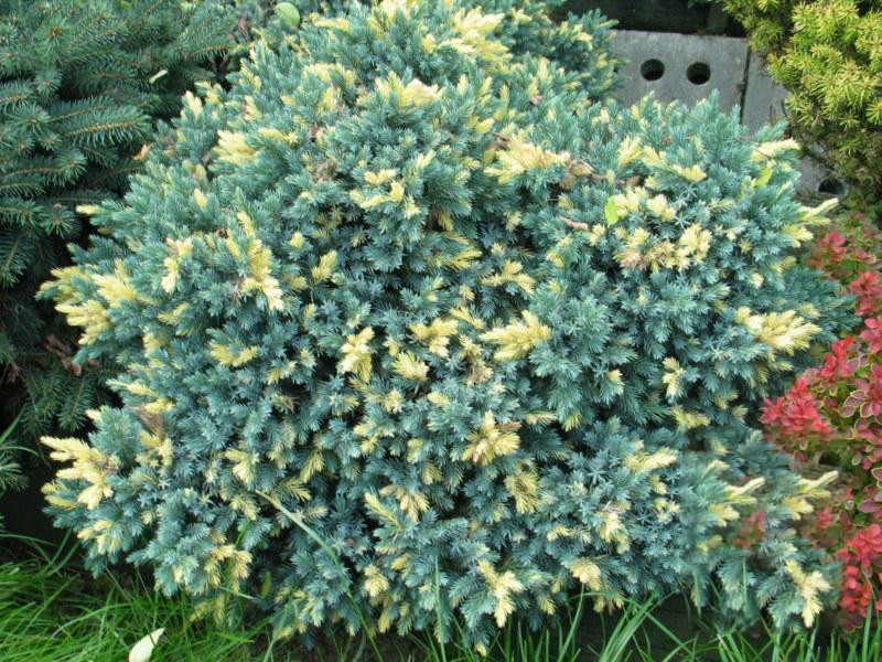 Ялівець лускатий floreant 3 річний, Ялівець лускатий Флореант, Juniperus squamata floreant