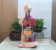 Анатомическая модель торса туловища человека 45см 23 части