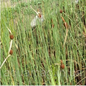Рогоз малий (Typha minima), фото 2