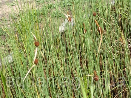 Рогоз малий (Typha minima), фото 2