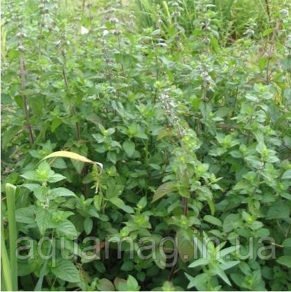 М'ята водна (Mentha aquatica), фото 1