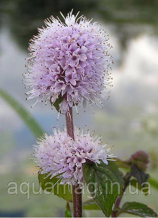 М'ята водна (Mentha aquatica), фото 3