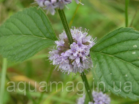 М'ята водна (Mentha aquatica), фото 4