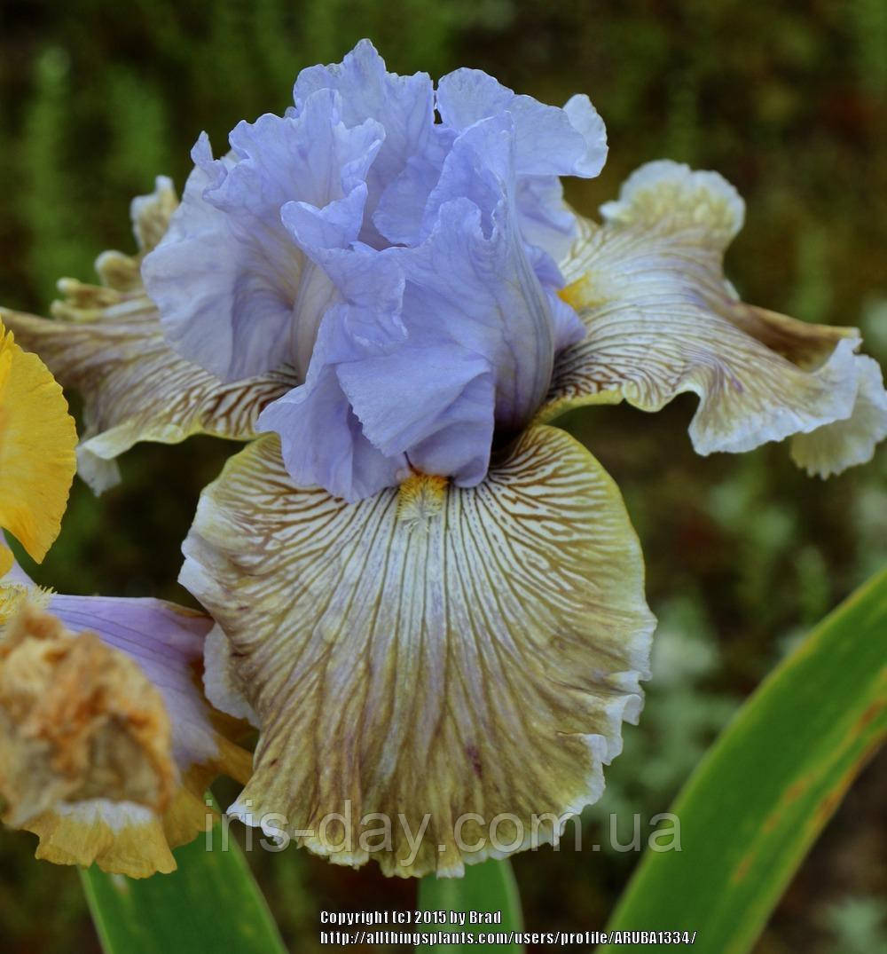 Ірис Butterfly Affair Батерфляй Афаїр (Blyth 2014) (сажники), фото 1